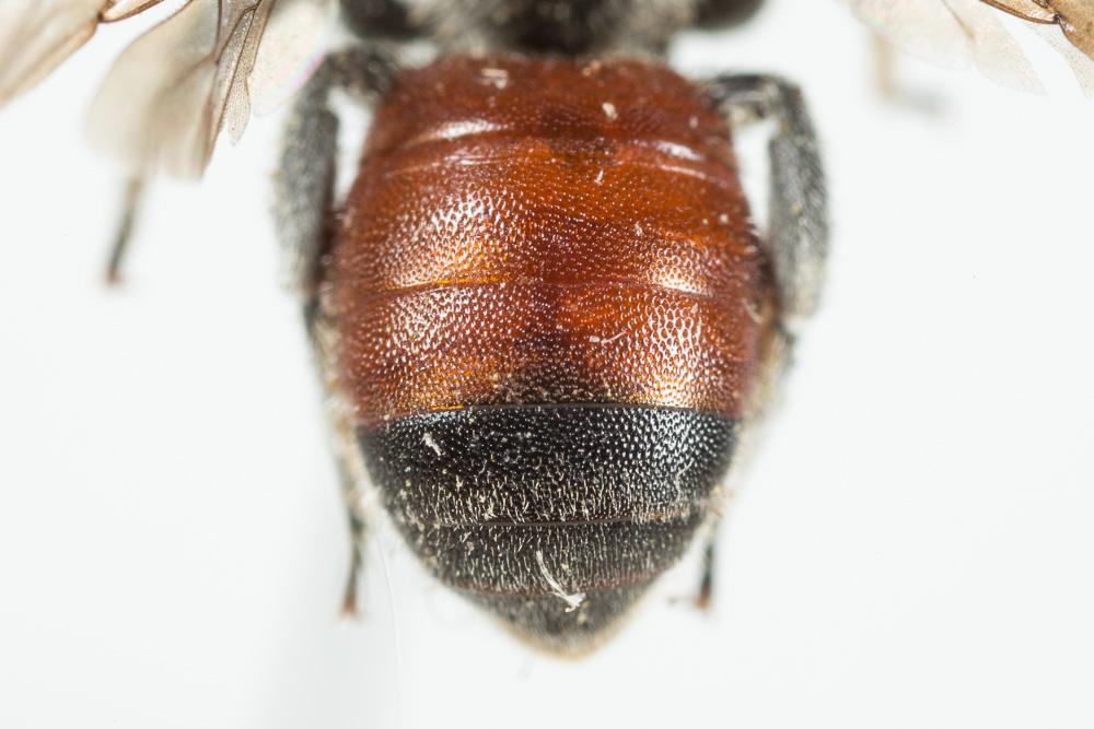  Osmia andrenoides Spinola, 1808