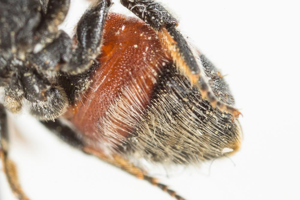 Osmia andrenoides Spinola, 1808