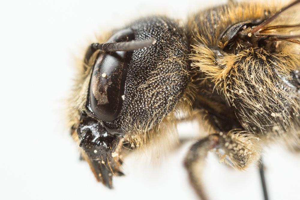 Le  Osmia dimidiata Morawitz, 1870