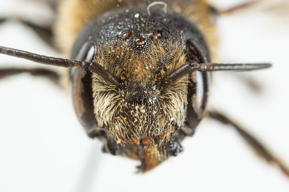  Osmia dimidiata Morawitz, 1870