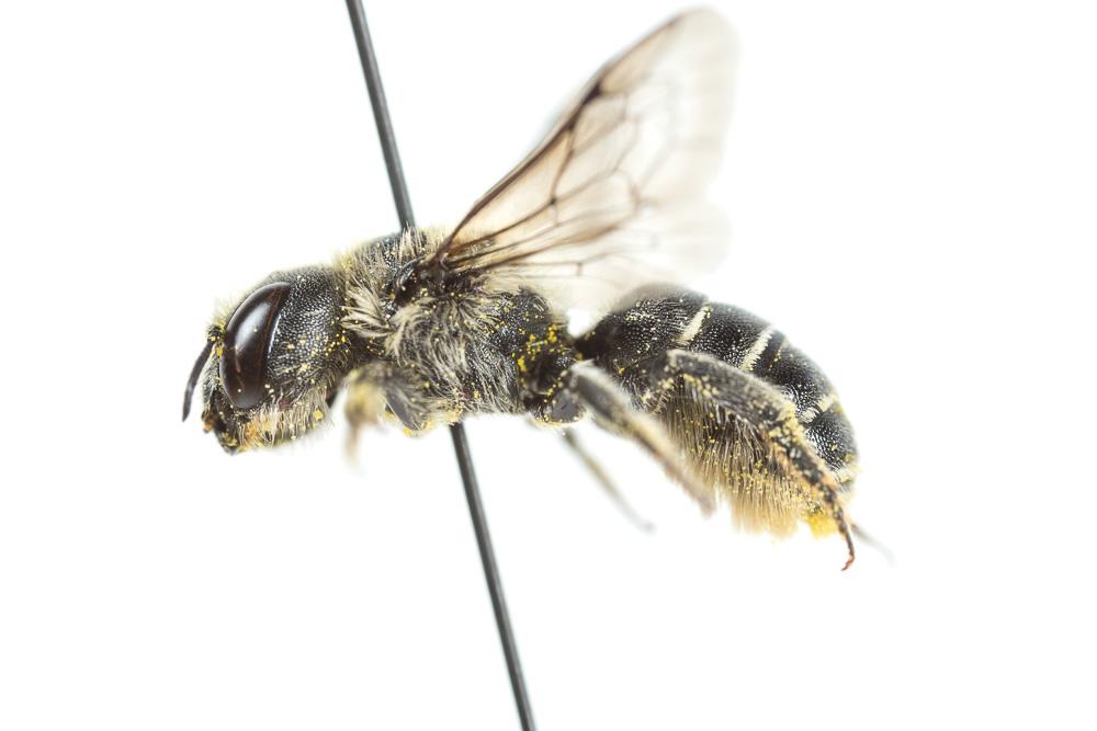 Osmia ligurica Morawitz, 1868