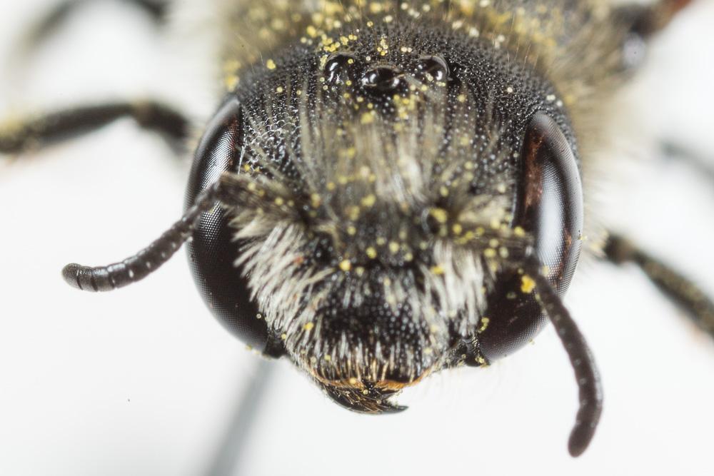 Osmia ligurica Morawitz, 1868