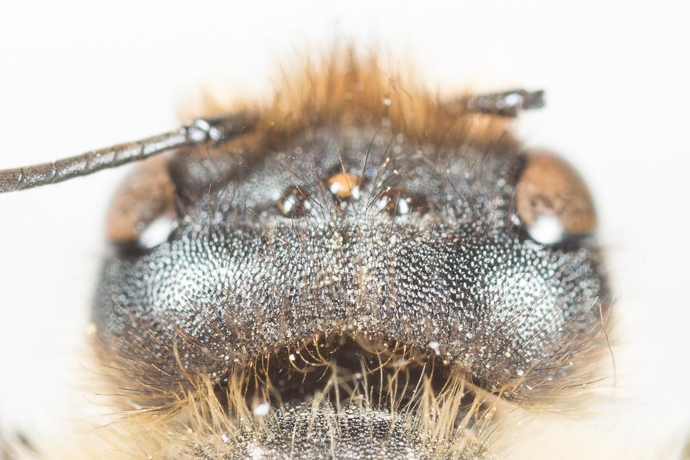 Osmia emarginata Lepeletier, 1841