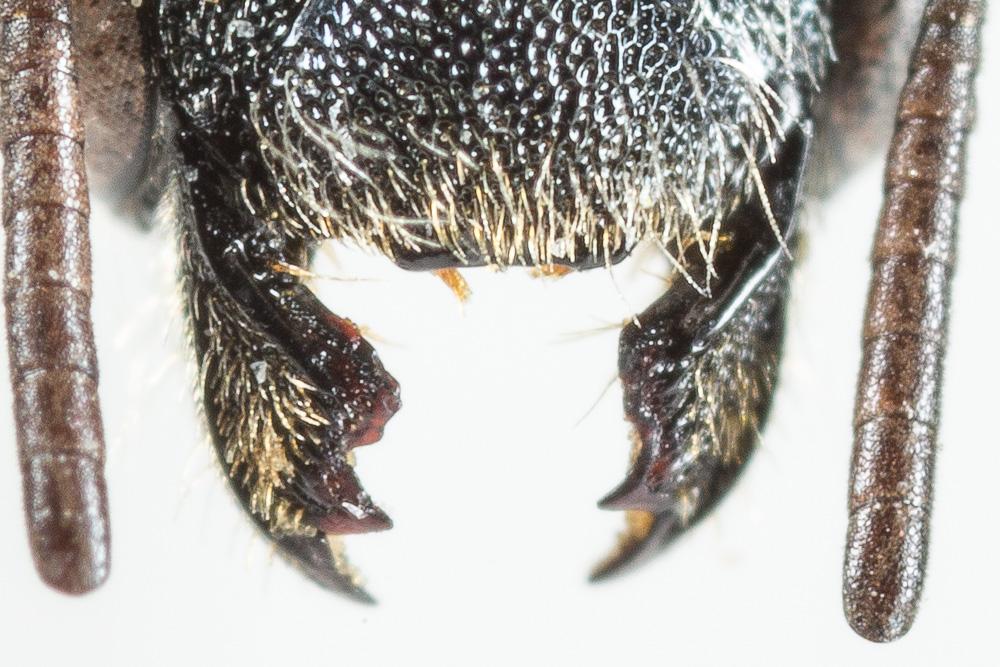 Osmia gallarum Spinola, 1808