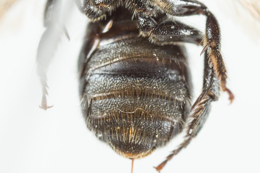 Osmia gallarum Spinola, 1808