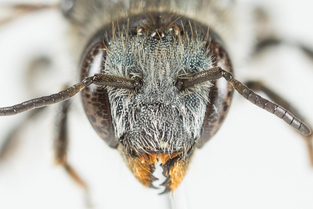 Osmia labialis Pérez, 1879