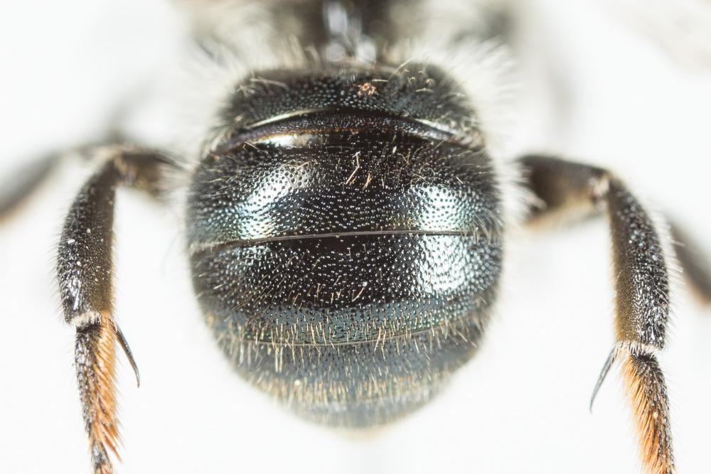 Osmia labialis Pérez, 1879