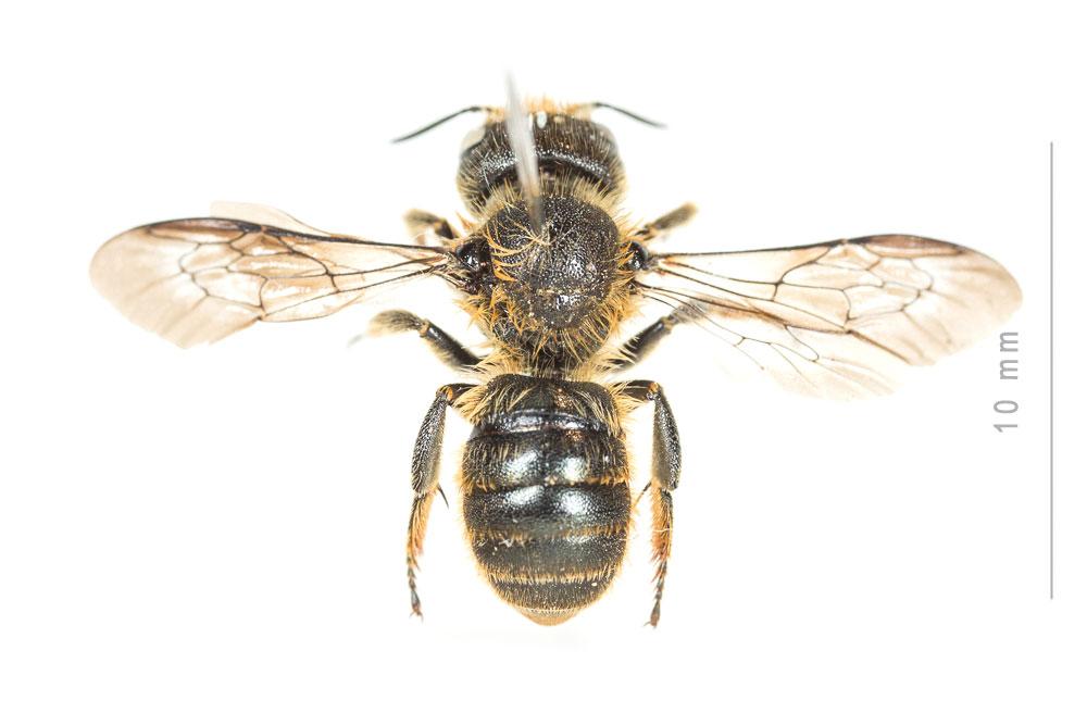 Osmia leaiana (Kirby, 1802)