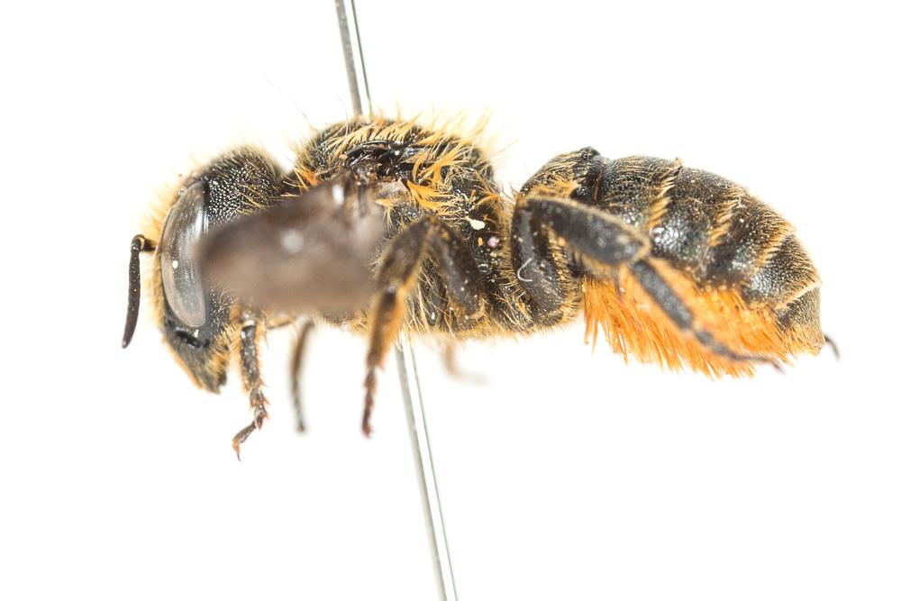 Osmia leaiana (Kirby, 1802)