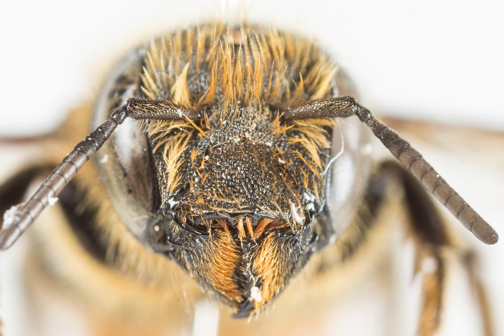 Osmia leaiana (Kirby, 1802)