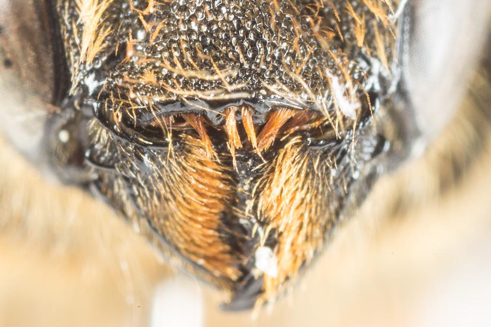  Osmia leaiana (Kirby, 1802)