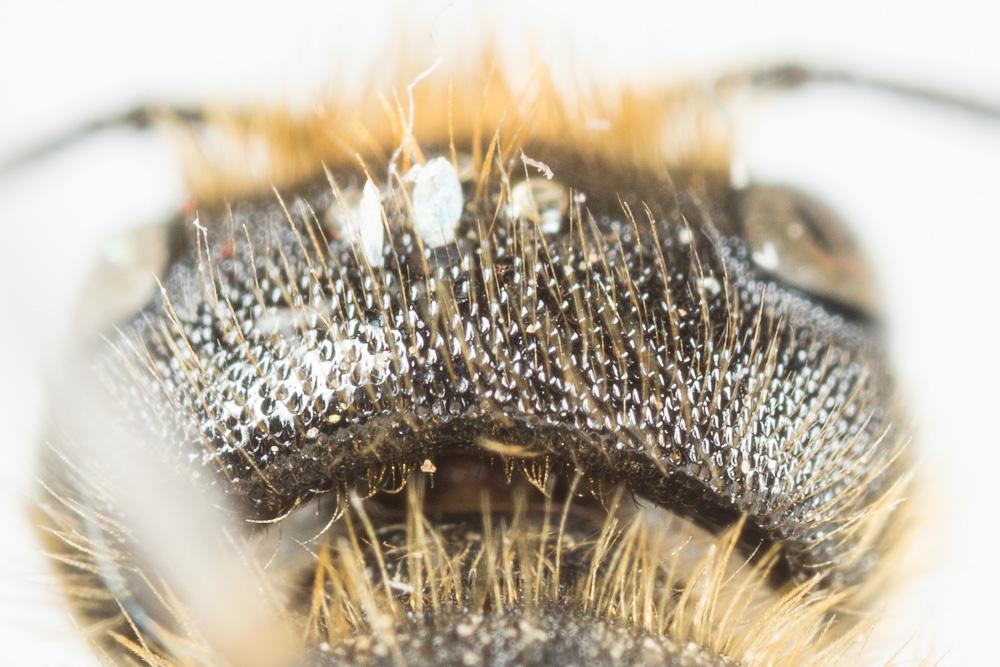 Osmia leaiana (Kirby, 1802)