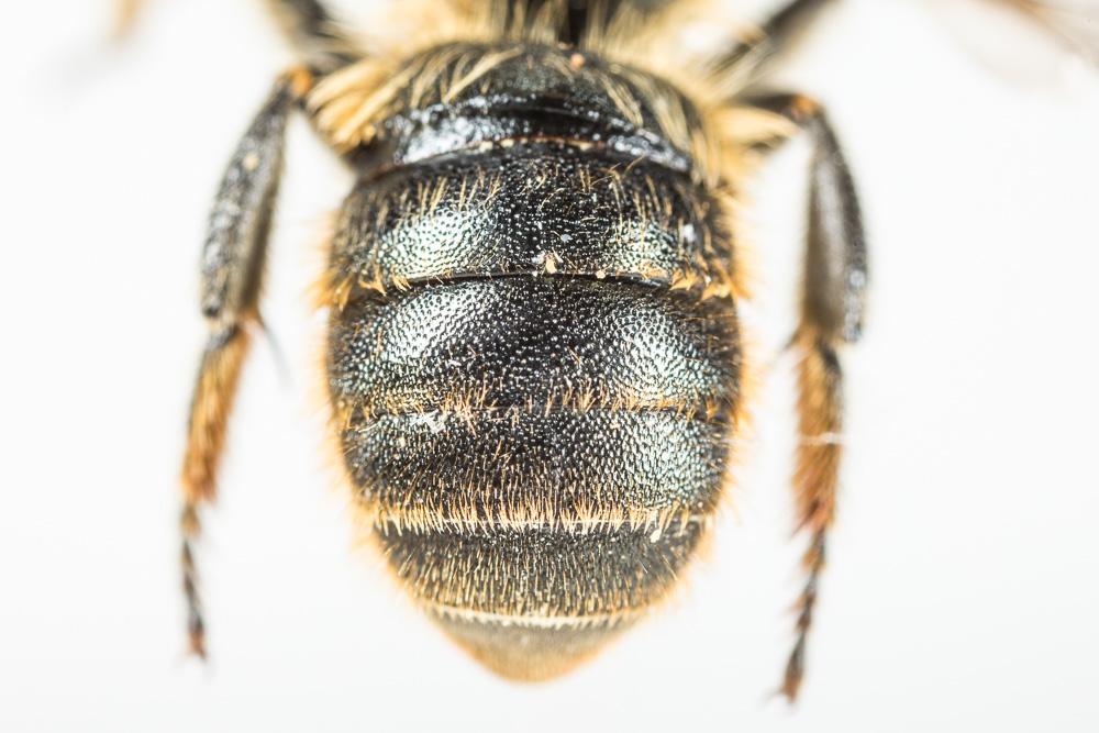  Osmia leaiana (Kirby, 1802)