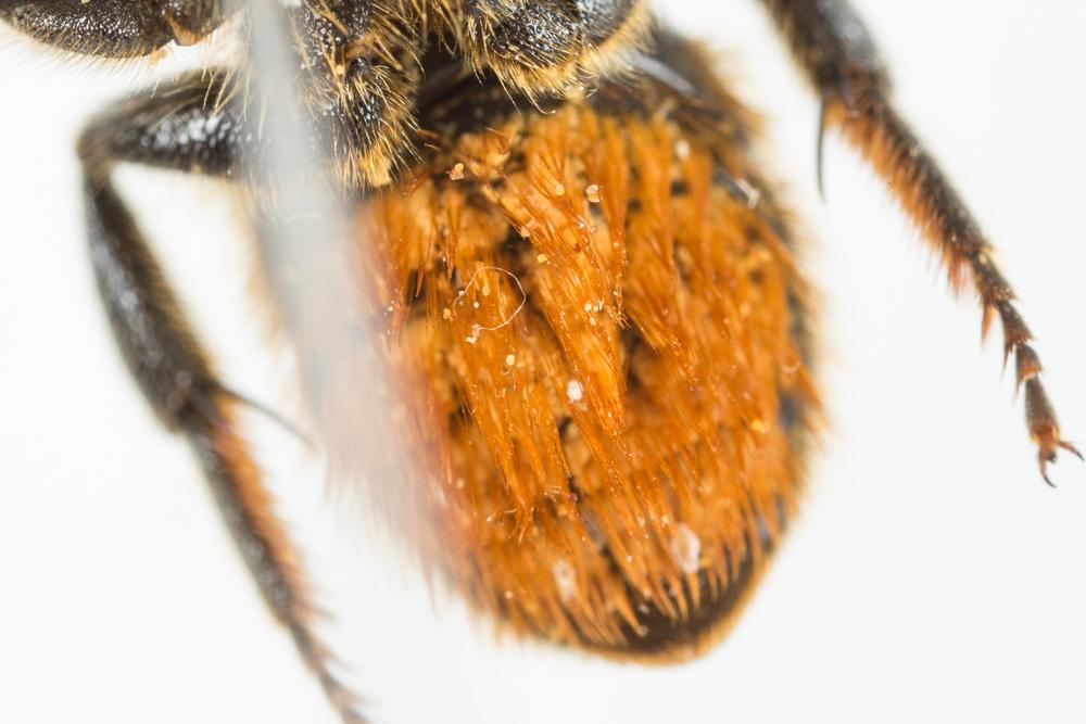  Osmia leaiana (Kirby, 1802)