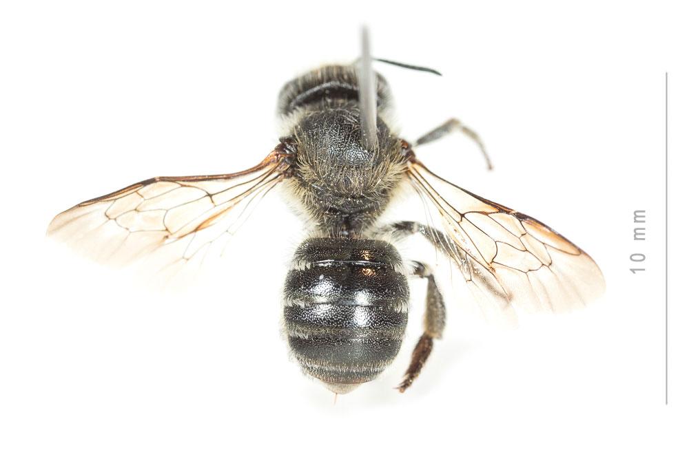 Osmia melanogaster Spinola, 1808