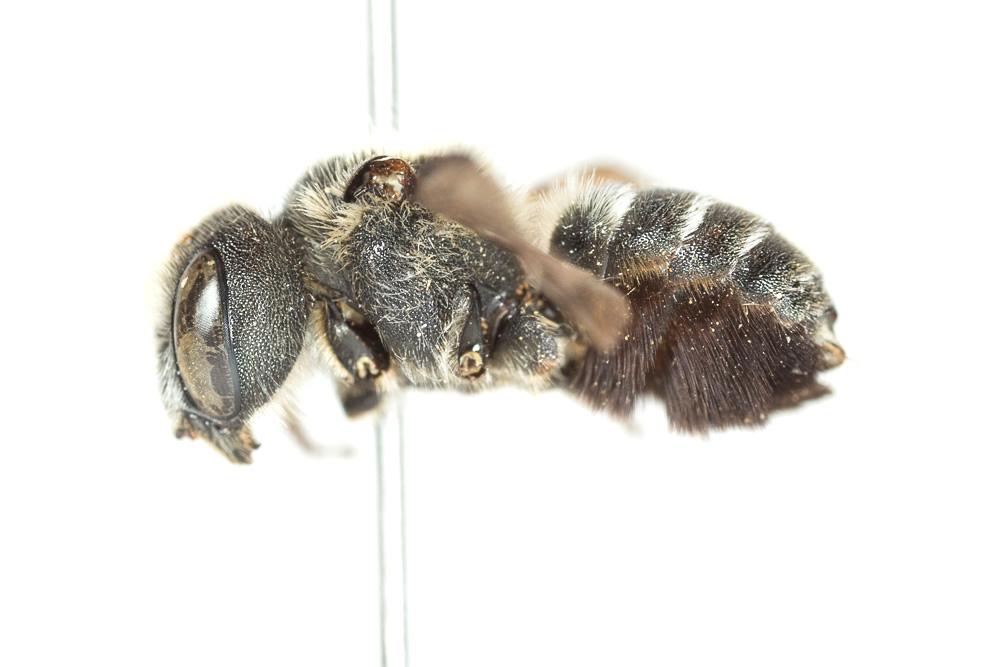 Osmia melanogaster Spinola, 1808