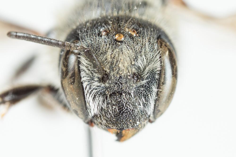  Osmia melanogaster Spinola, 1808