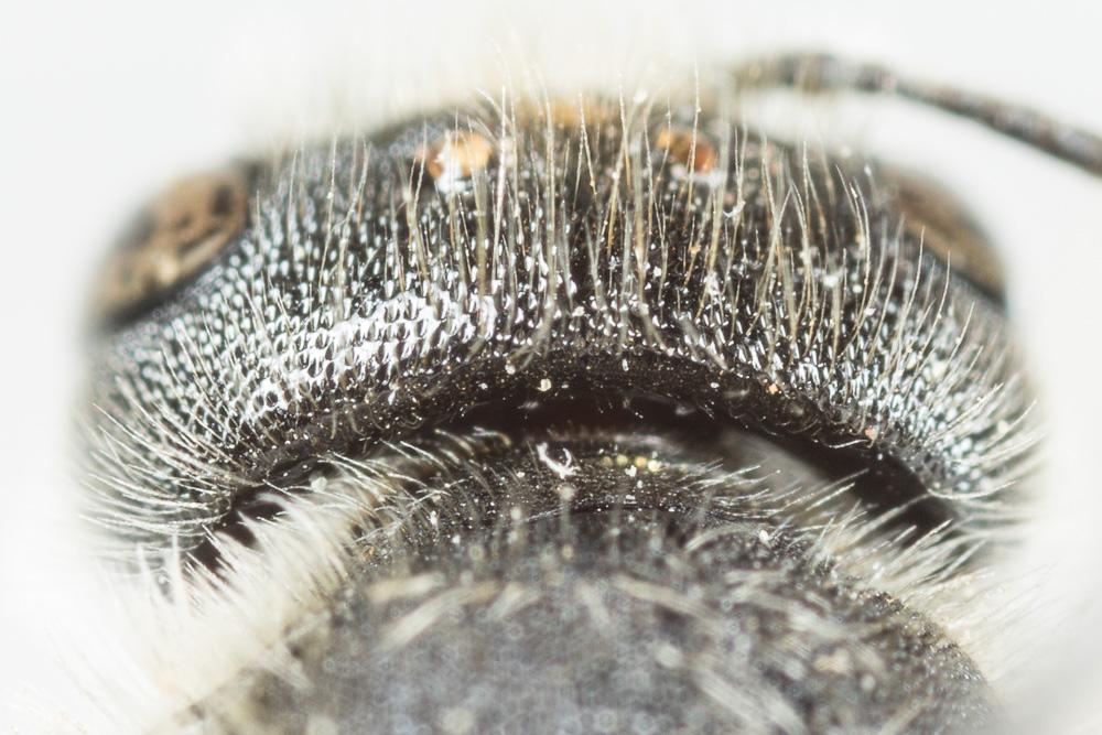 Osmia melanogaster Spinola, 1808