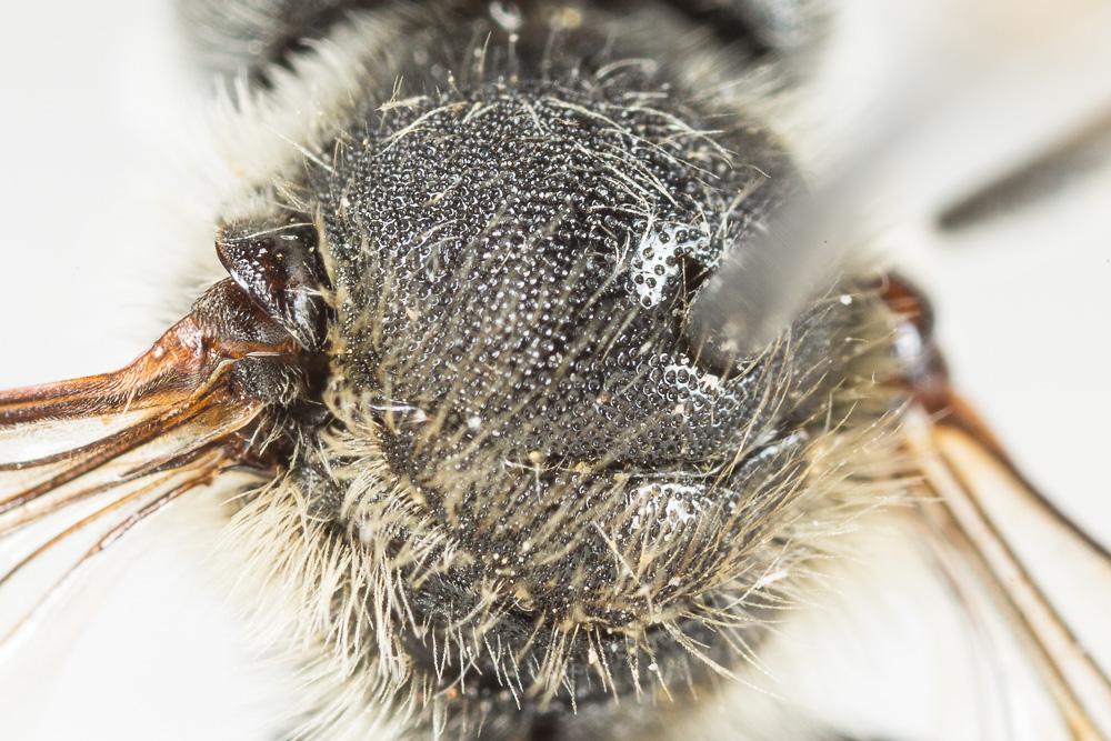 Osmia melanogaster Spinola, 1808
