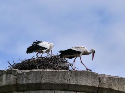 Cigogne blanche Ciconia ciconia (Linnaeus, 1758)
