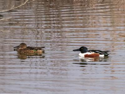 Canard souchet Spatula clypeata (Linnaeus, 1758)