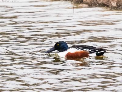 Canard souchet Spatula clypeata (Linnaeus, 1758)