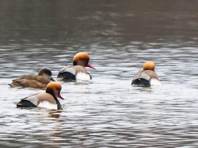 Nette rousse Netta rufina (Pallas, 1773)