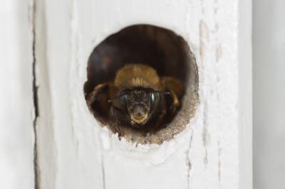 Anthophore commune, Anthophore plumeuse, Anthophor Anthophora plumipes (Pallas, 1772)