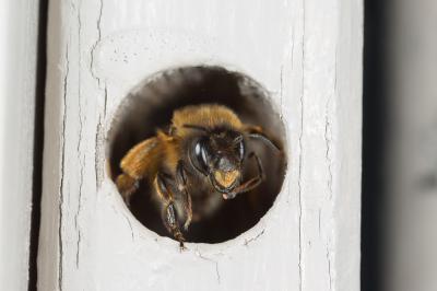 Anthophore commune, Anthophore plumeuse, Anthophor Anthophora plumipes (Pallas, 1772)