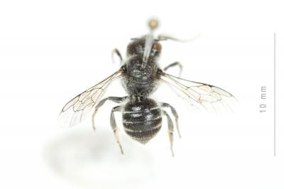  Hoplitis anthocopoides (Schenck, 1853)