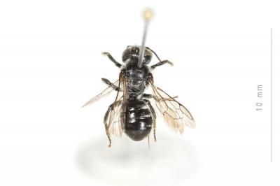 Hoplitis claviventris (Thomson, 1872)