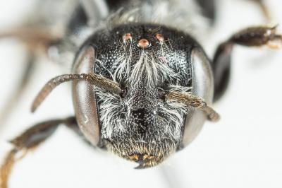  Hoplitis claviventris (Thomson, 1872)