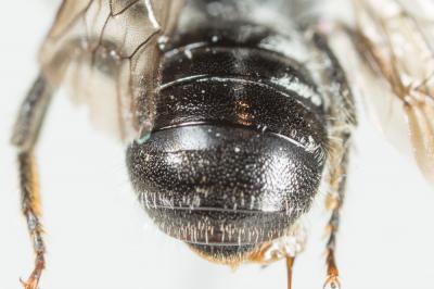  Hoplitis claviventris (Thomson, 1872)