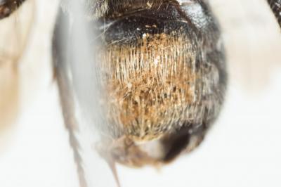  Hoplitis claviventris (Thomson, 1872)