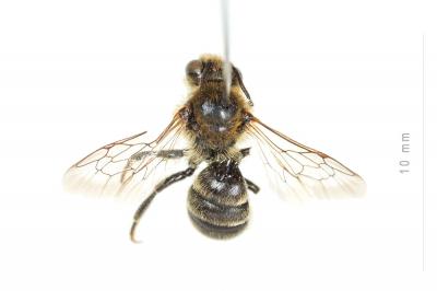  Hoplitis claviventris (Thomson, 1872)