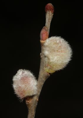 Saule cendré Salix cinerea L., 1753