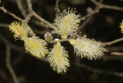 Saule cendré Salix cinerea L., 1753