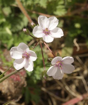 Érodium acaule Erodium acaule (L.) Bech. & Thell., 1928