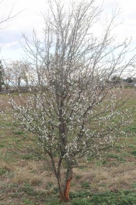 Prunier myrobolan, Myrobolan Prunus cerasifera Ehrh., 1784