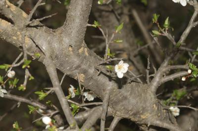 Prunier myrobolan, Myrobolan Prunus cerasifera Ehrh., 1784