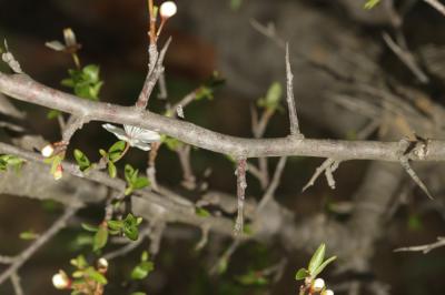 Prunier myrobolan, Myrobolan Prunus cerasifera Ehrh., 1784