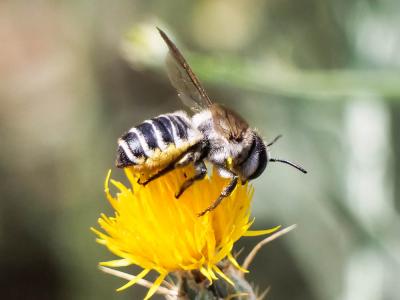  Megachile albisecta (Klug, 1817)