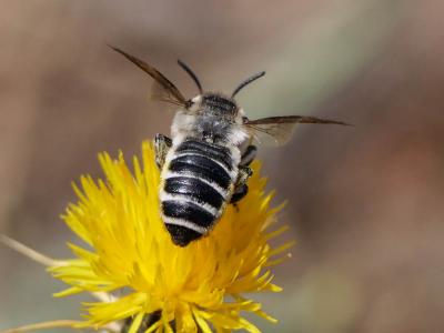  Megachile albisecta (Klug, 1817)