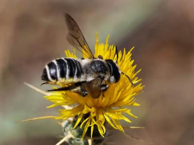  Megachile albisecta (Klug, 1817)