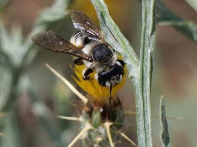  Megachile albisecta (Klug, 1817)