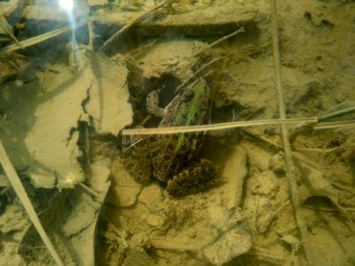 Grenouille rieuse Pelophylax ridibundus (Pallas, 1771)