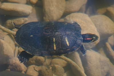 Tortue de Floride Trachemys scripta elegans (Wied, 1839)