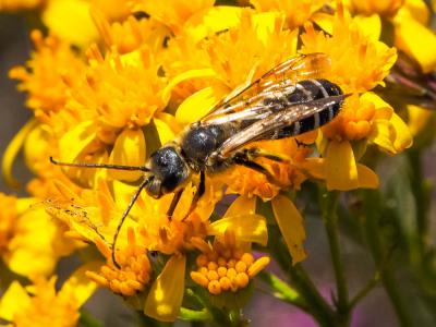  Halictus quadricinctus (Fabricius, 1776)