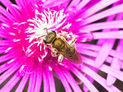  Seladonia subaurata (Rossi, 1792)