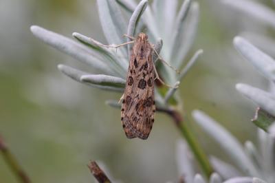  Nomophila noctuella (Denis & Schiffermüller, 1775)